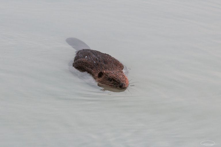 The Beaver | PhotoFeed Theme Contest - Wildlife Photography