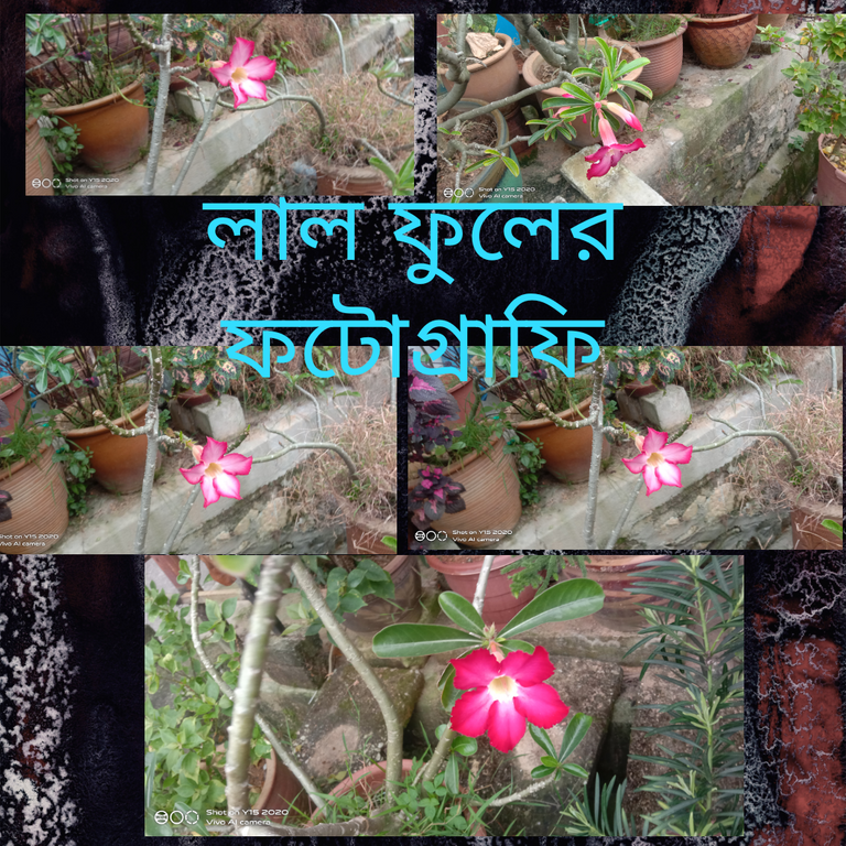 হৃদয় ছুঁয়ে যাওয়া ফুলের ফটোগ্রাফি