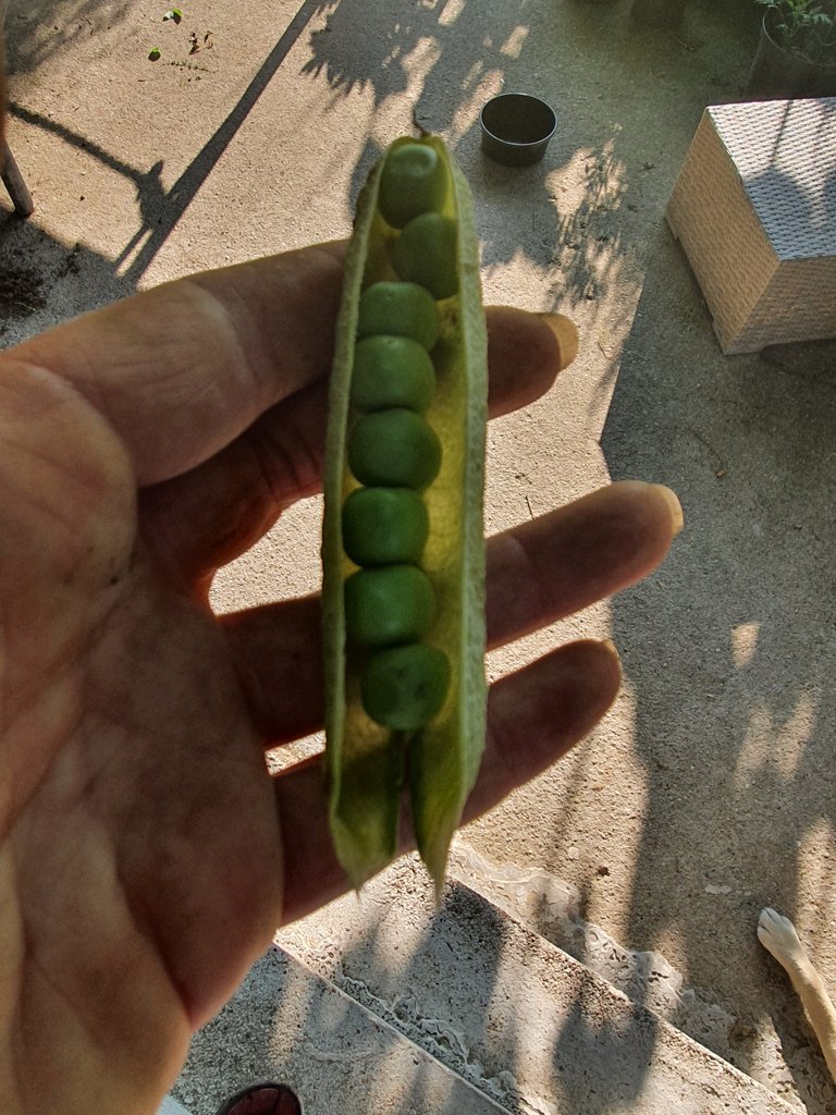 picture_13_harvest_peas