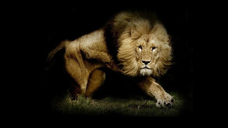 strong_lion_hd_wallpaper_preview.jpg