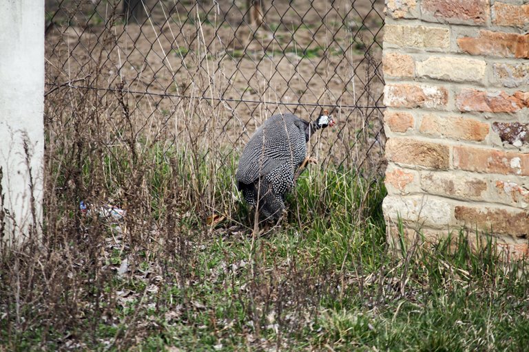 guineafowl_img_4511.jpg