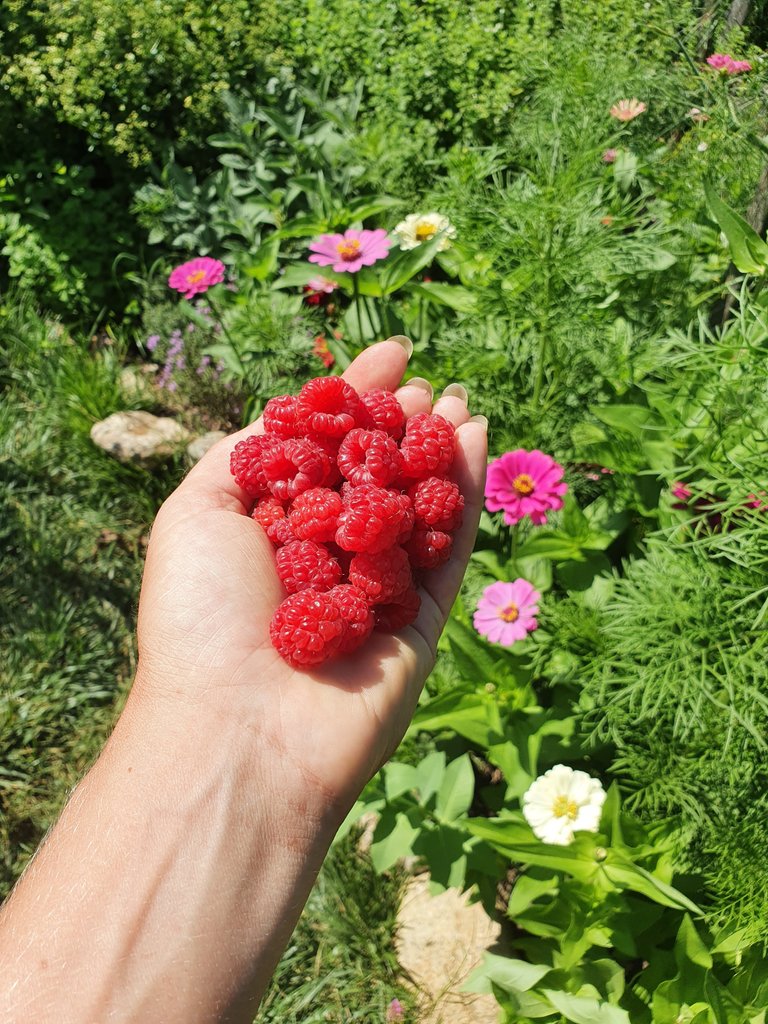 picture_3_raspberries_from_the_garden