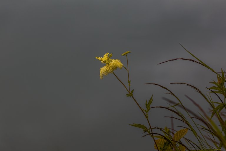 Yellow Flower aka Thalictrum, Ranunculaceae