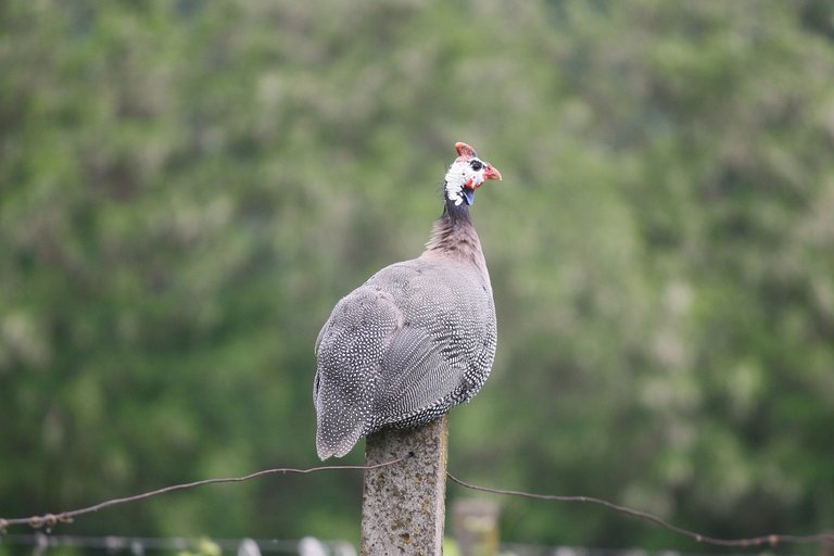 guineafowl_01.jpg