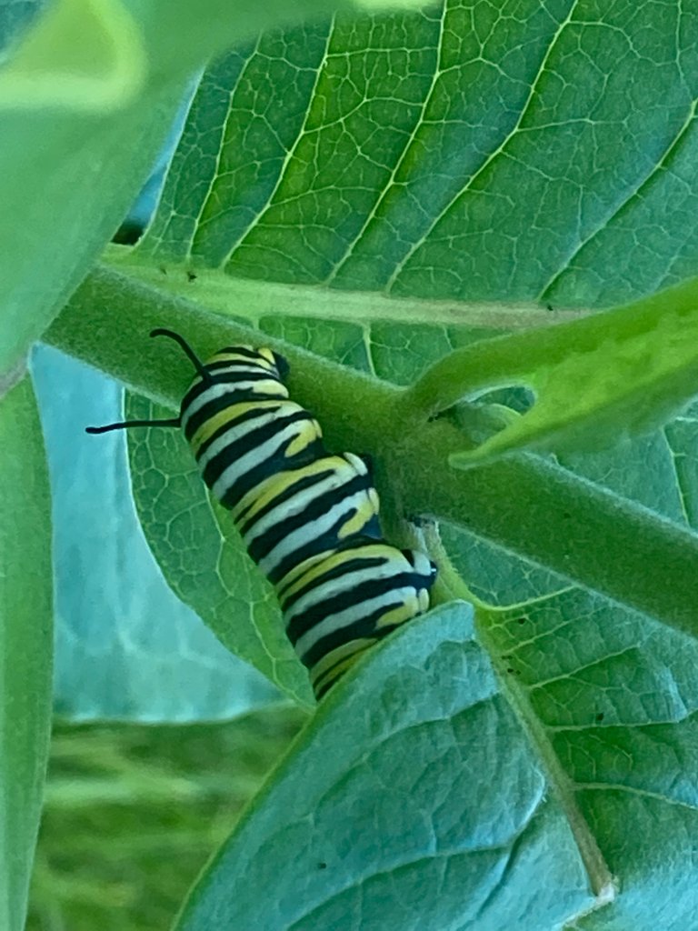 Caterpillar in leaves
