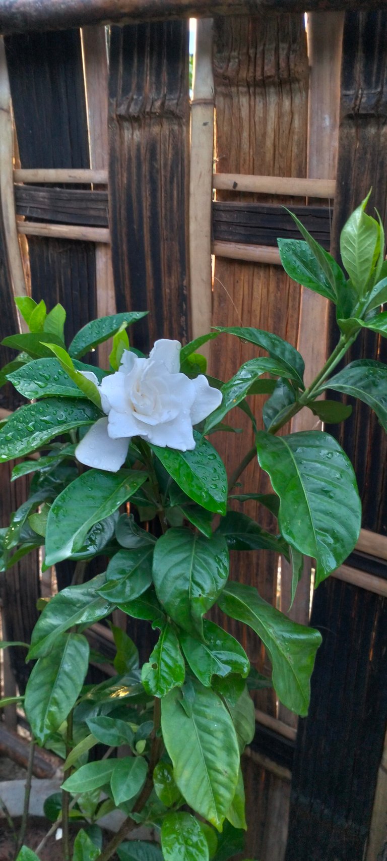 First Blooming in my Yard and Progress on TerracoreHub 