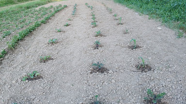field2.jpg