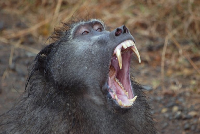 baboon_teeth..jpg