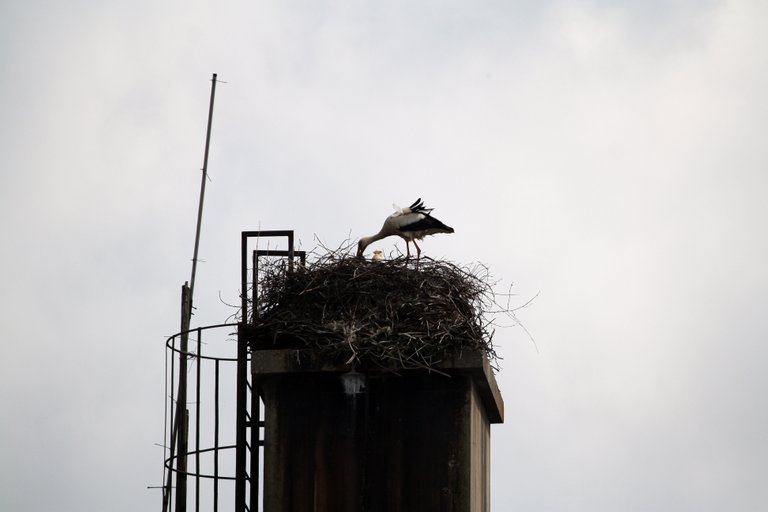 white_stork_img_9945.jpg