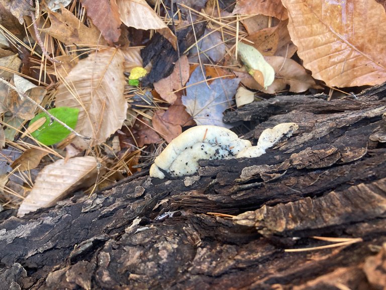 Young whie shelf mushroom