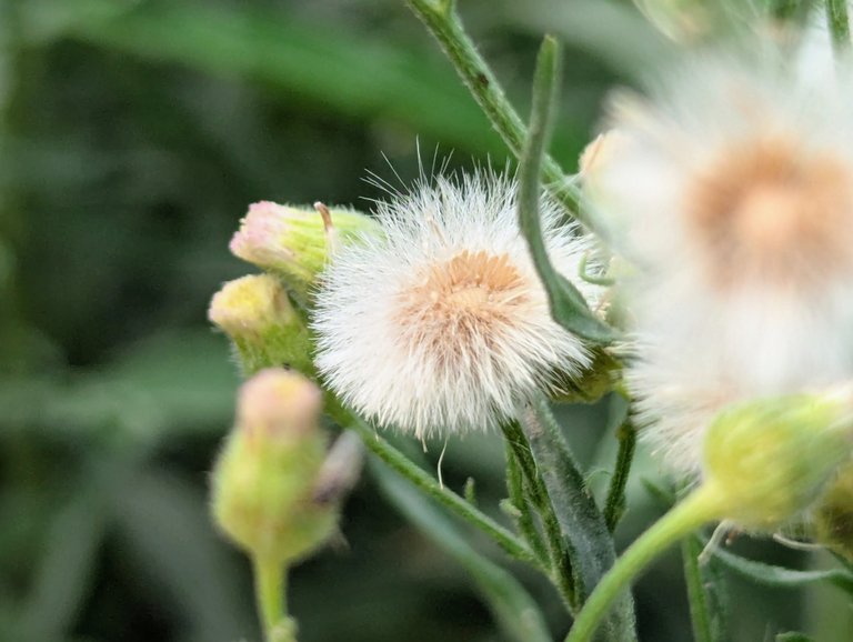 Exploring the Tiny Details of Plants
