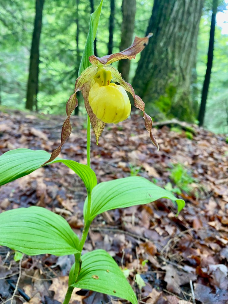 Yellow lady slipper