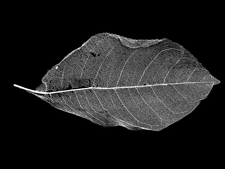 leaf_1364485_1920.jpg