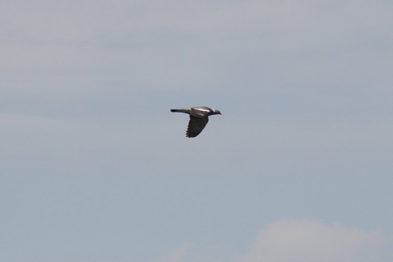 wood_pigeon_01.jpg