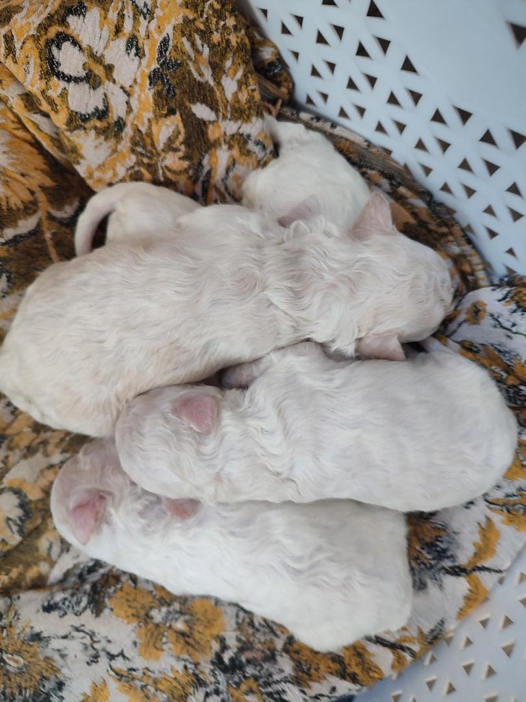 bibi-puppies02.jpg