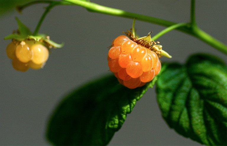 18_golden_raspberry.jpg