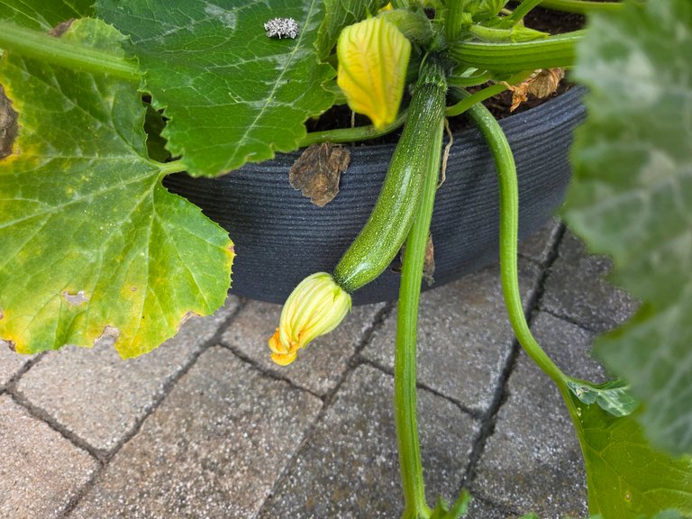 The first zucchini of 2025 - Die erste Zucchini 2025