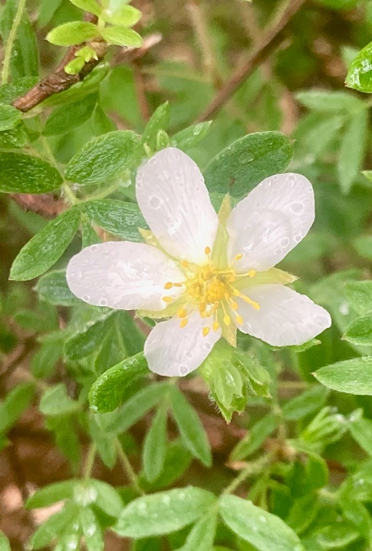 Bloom after rain
