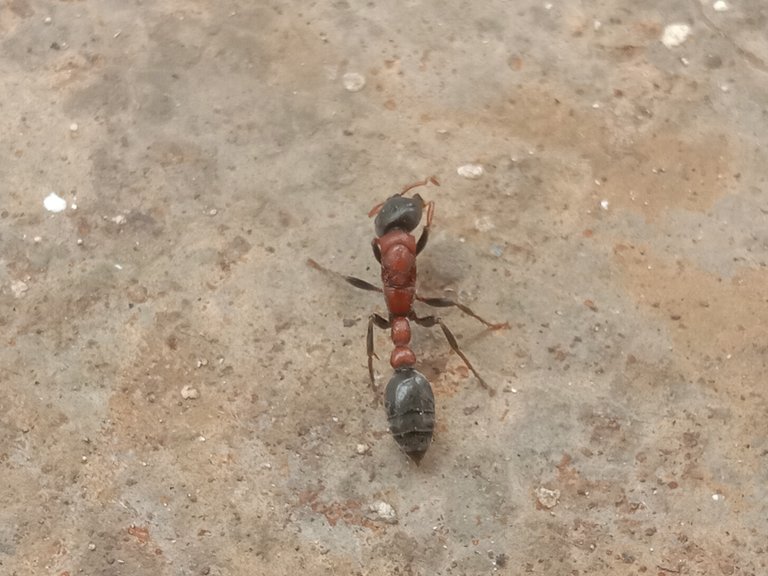 Old World Slender Ants.