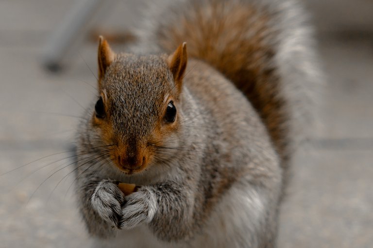 Close-up Shot of Grey Squrrel looking at Camera