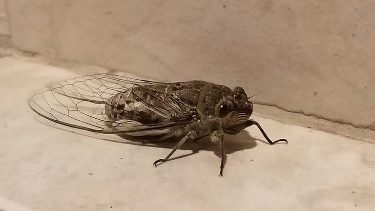 cicada_shadows_kohsamui99_272.jpg