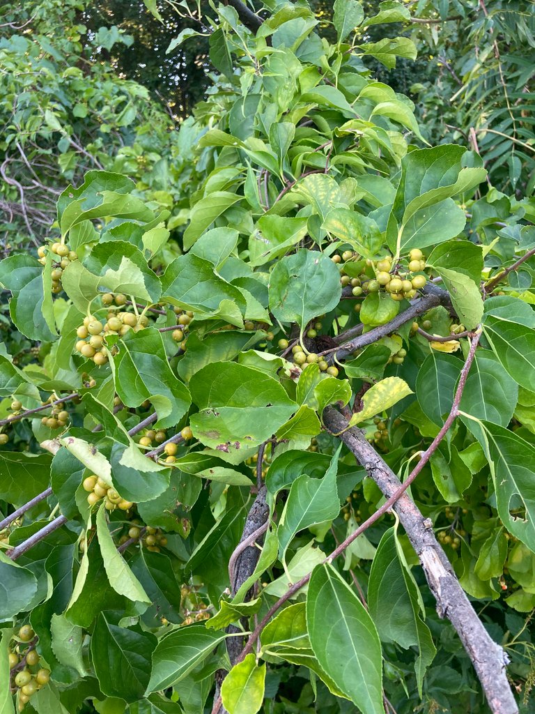 Fruit or berries