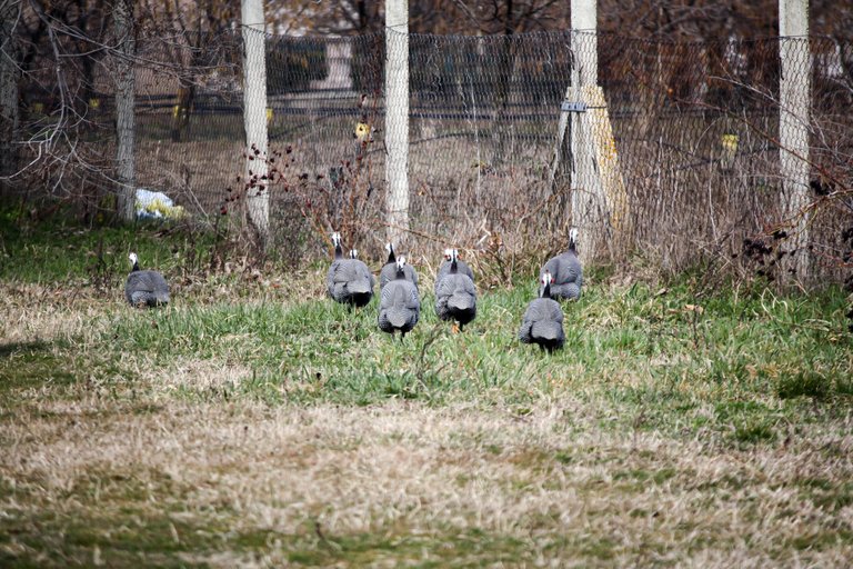 guineafowl_img_4502.jpg