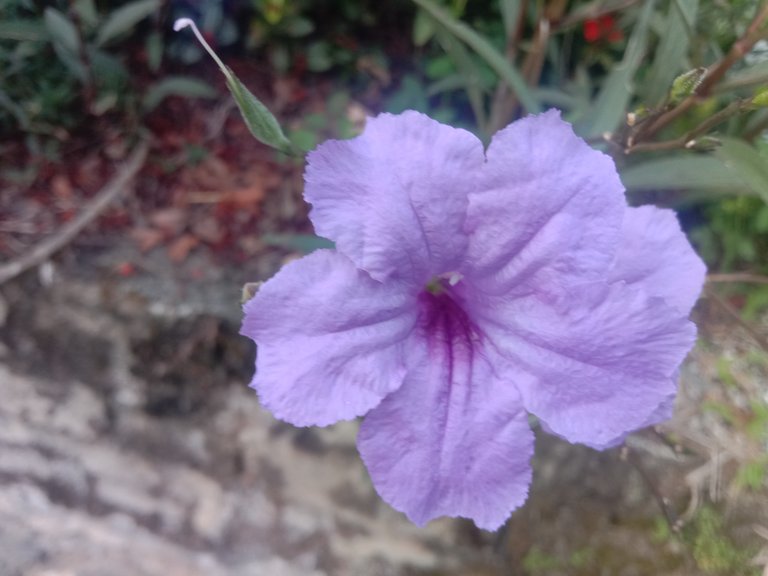 Ruellia tuberosa.