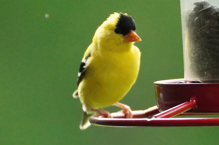 k_goldfinch_1178_2022_06_17_crop