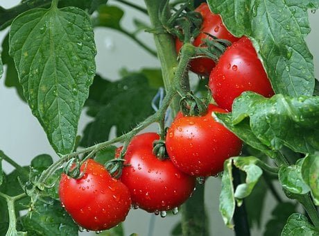 tomatoes_1561565_340.jpg