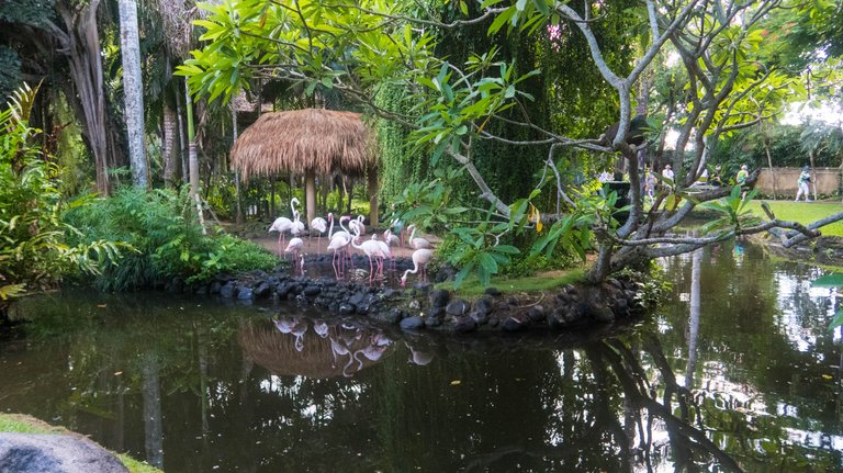 My "Exotic" Adventure in The Bali Bird Park
