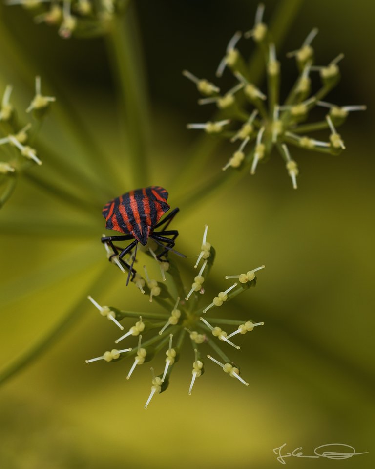 Hive AlphabetHunt Shieldbug Graphosoma Italicum