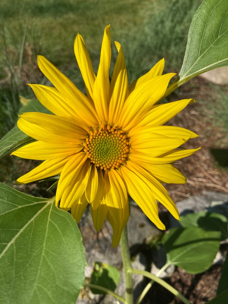 sunflower_6_25_22