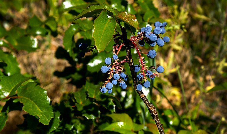 12_oregon_grape.jpg