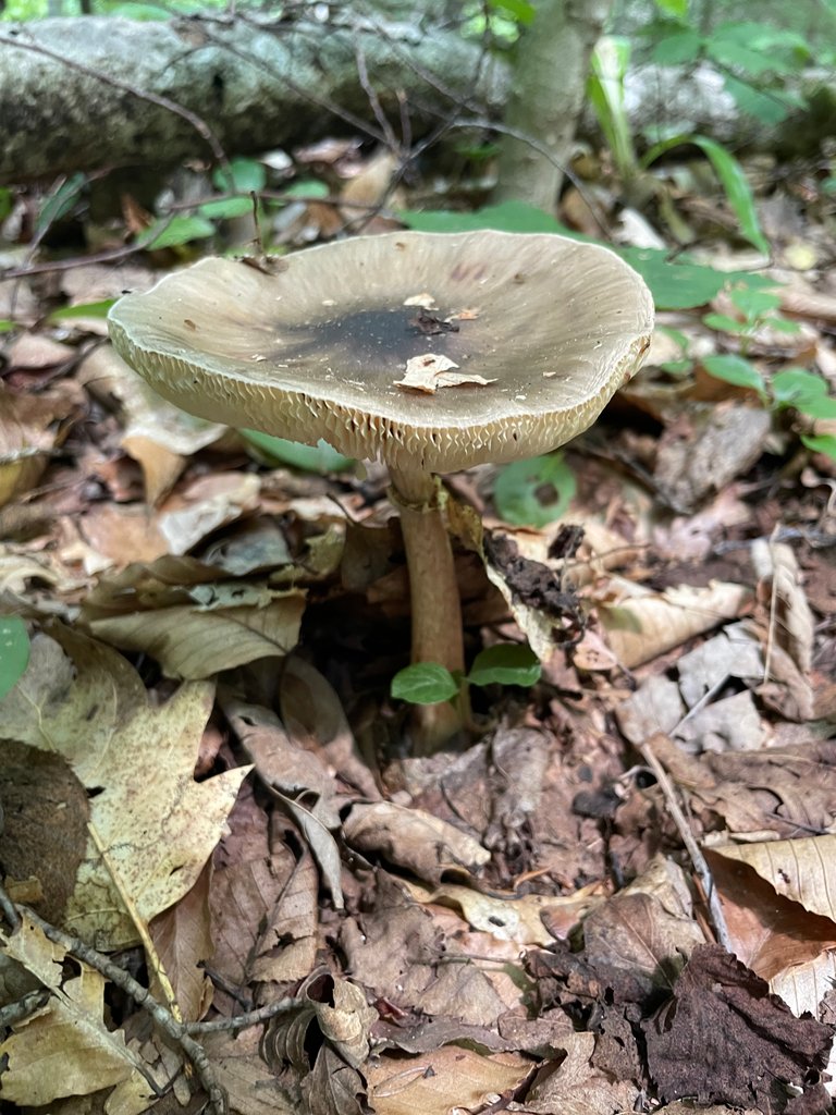 Opened up brown mushroom