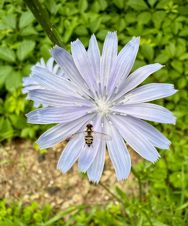 Hoverfly on Chicory