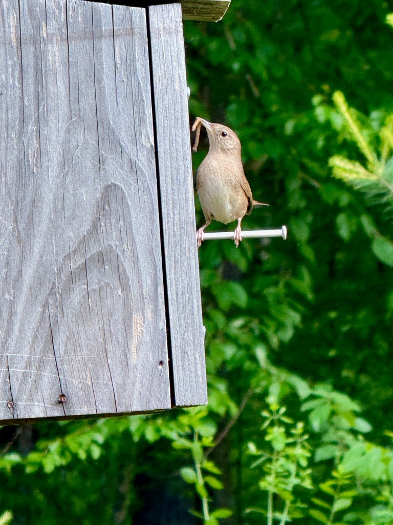 Feeding