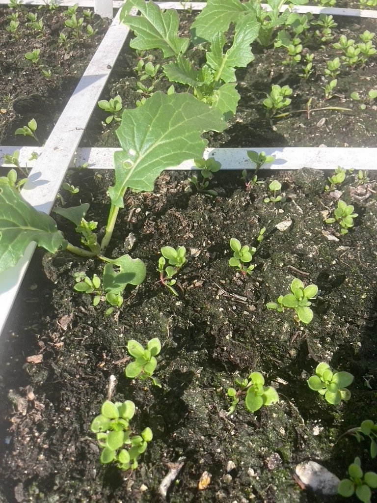 chickweeds flourishing