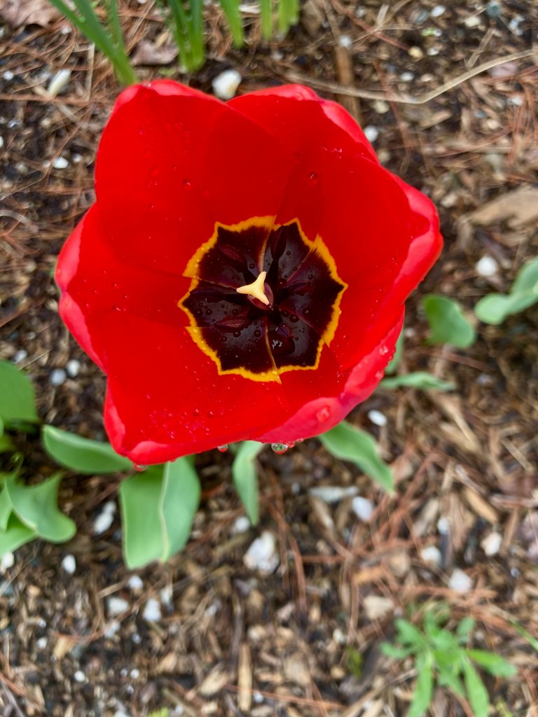 Red tulip