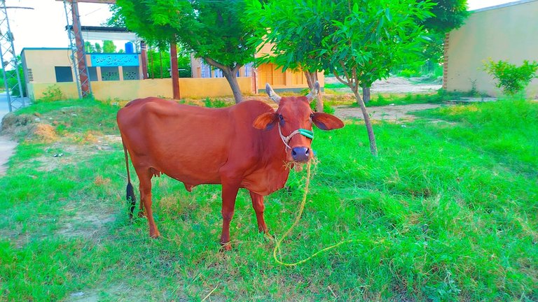 Beautiful Red cow 🐄 looking to me in my village