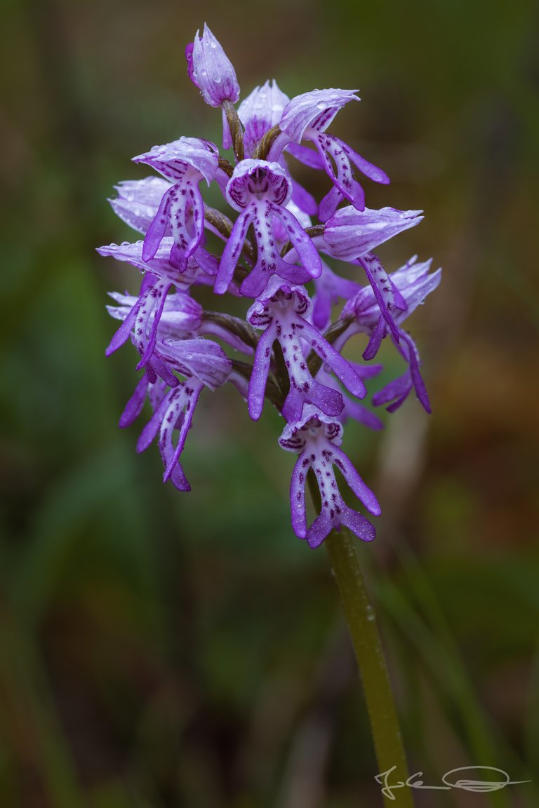 Hive AlphabetHunt Orchis militaris - the Military Orchid