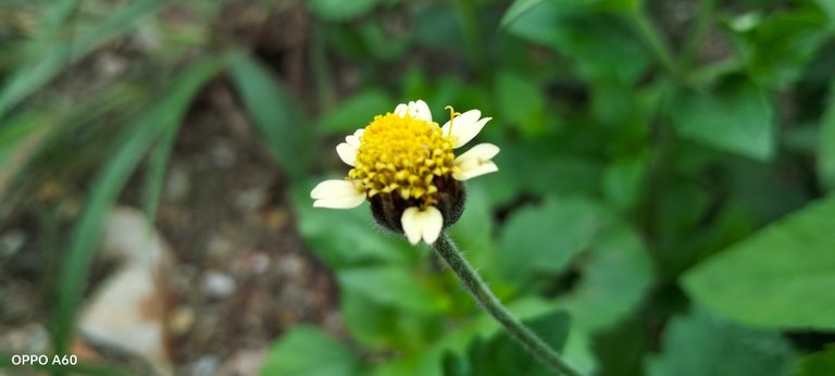 Nature's Enchantment: Grasses and Buds