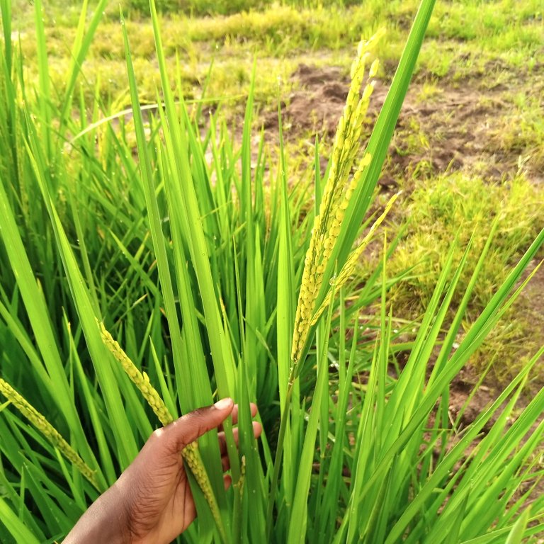 Welcoming rice husk with soft grains within...Almost few weeks to harvest  