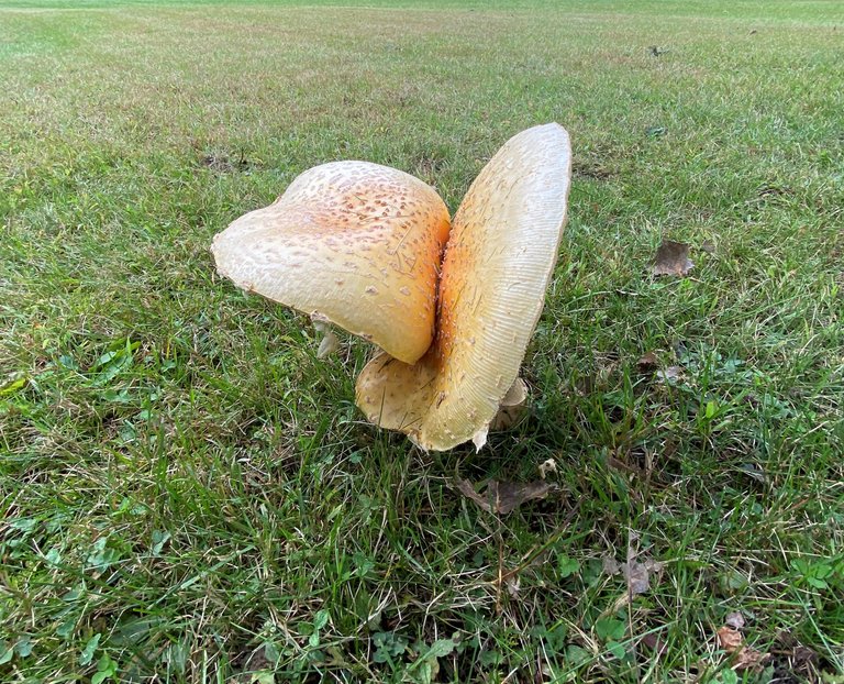 Doubleheaded mushroom