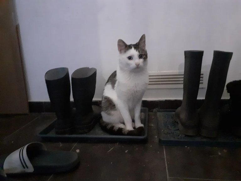 Queen of the boot tray