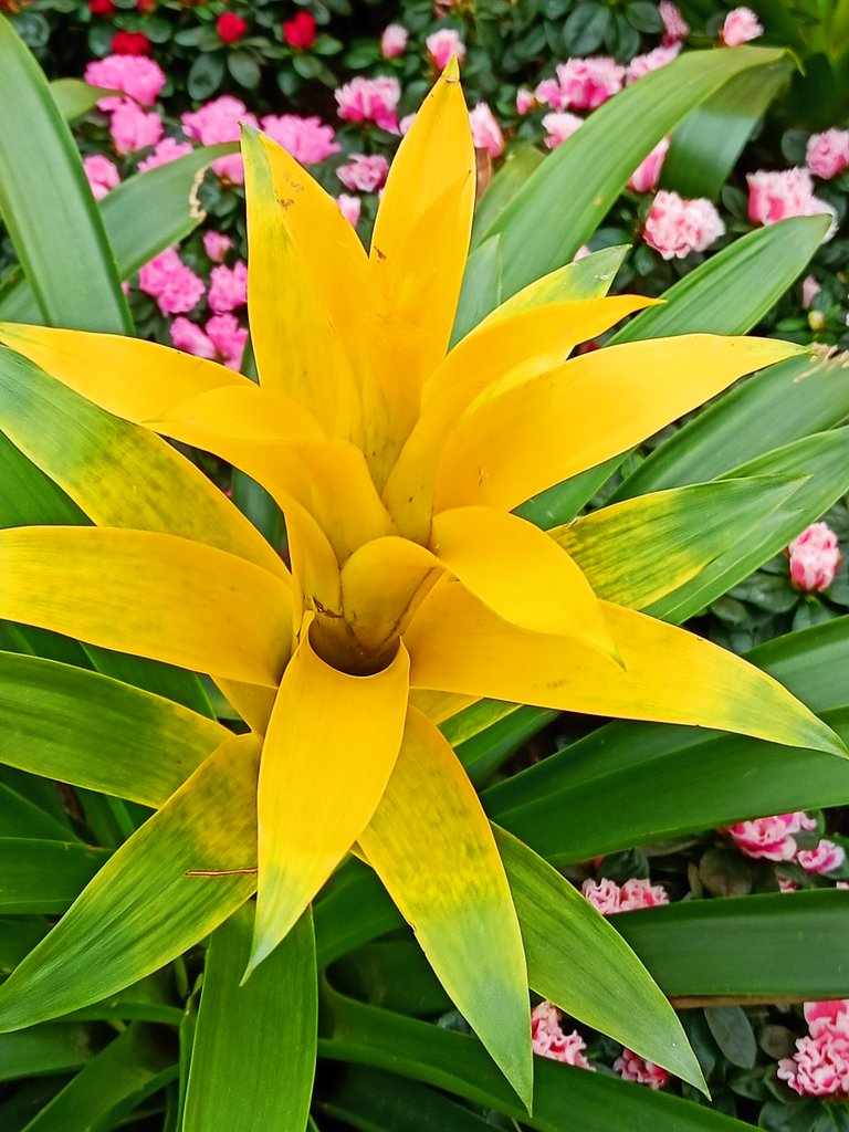 1_bromeliad_guzmania_cultivar.jpg