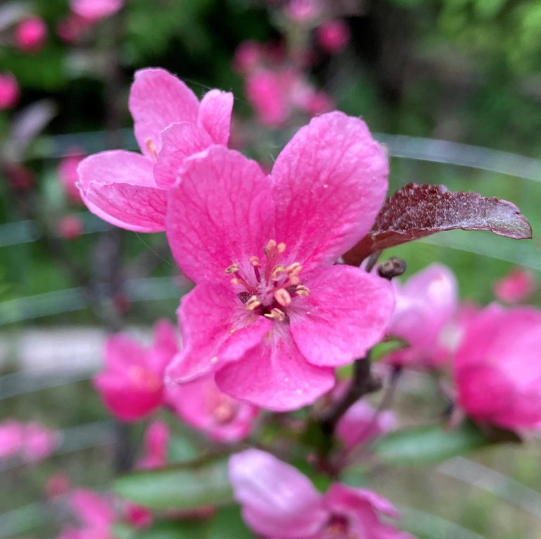 Crabapple