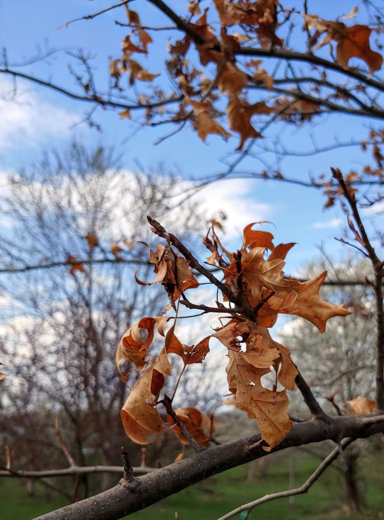 oak_in_spring.jpg