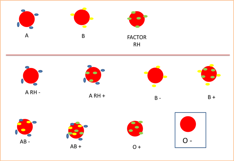 globulos_rojos_grupos_sanguineos.png