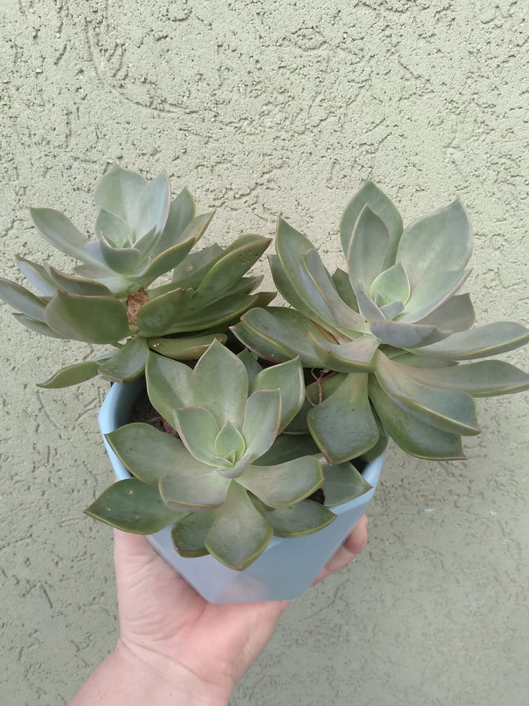 Succulent